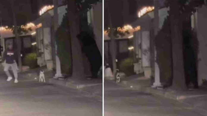 Oso se esconde detrás de un árbol y sorprende a un hombre en Monterrey 
