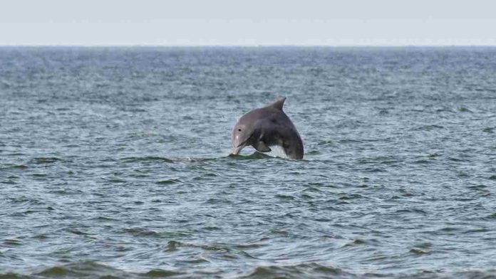 Localizan restos mutilados de un delfín en playa de Nueva Jersey; autoridades investigan caso