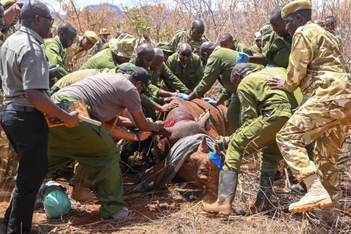 Kenia utiliza dispositivos de rastreo para la protección de los rinocerontes negros