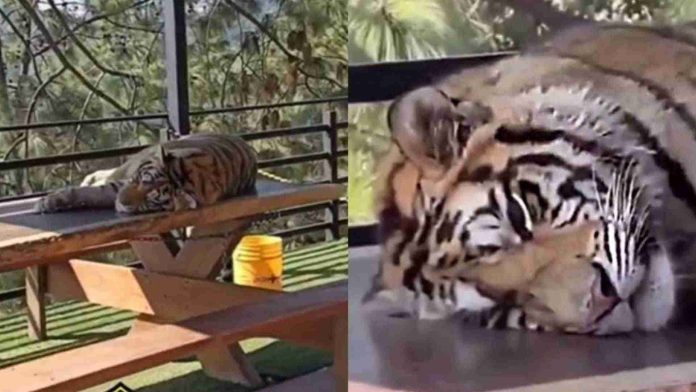 Denuncian reserva en Mazamitla por drogar tigres para que visitantes