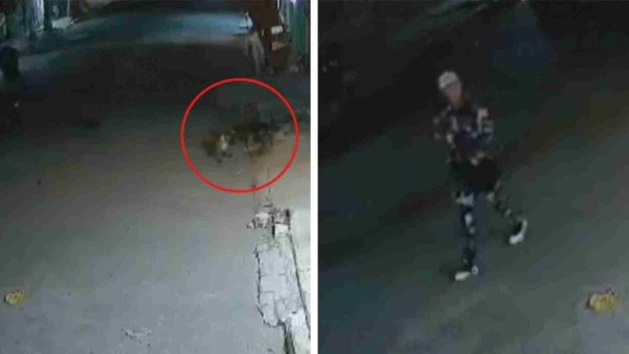 Sujeto le dispara a un perrito callejero en Valle de Chalco