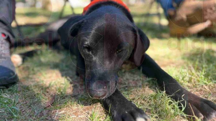 Pirotecnia causa afectación auditiva y estrés a perros y gatos, advierten animalistas