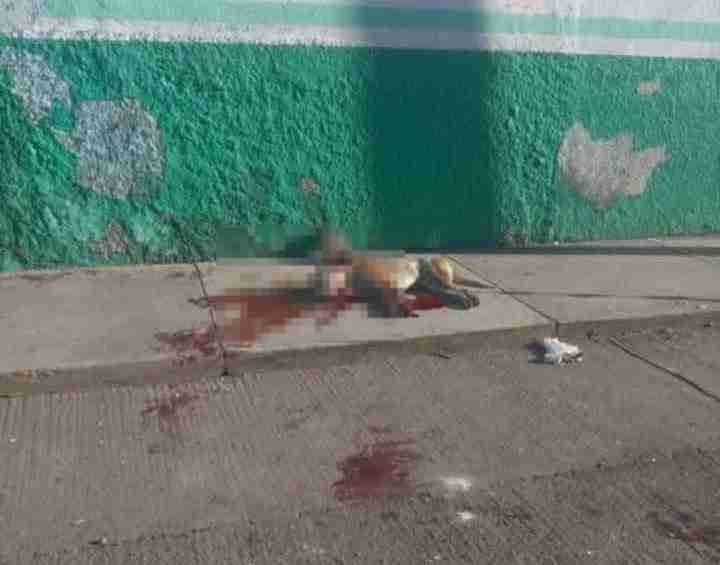 Continúan casos de crueldad animal en Michoacán; animalistas llaman a autoridades a actuar Continúan casos de crueldad animal en Michoacán; animalistas llaman a autoridades a actuar