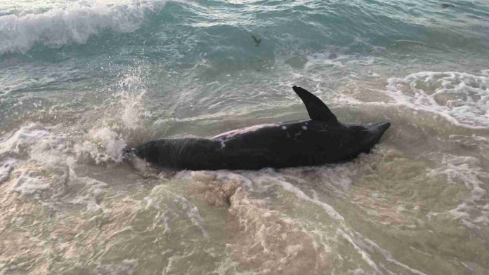 Los Delfines del Golfo de México dieron positivo a fentanilo