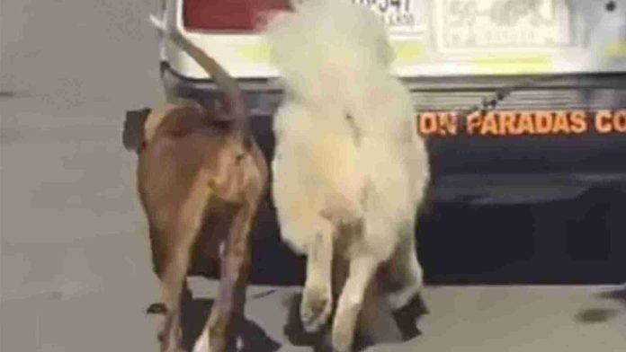 Captan a taxista arrastrando a dos perros en Oaxaca