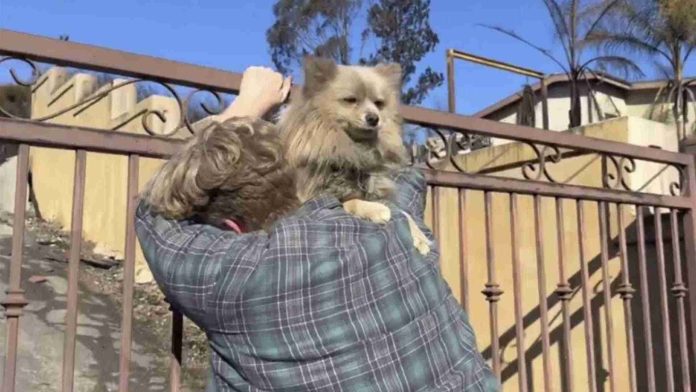 Hombre se reencuentra con su perro luego de cinco días tras incendios en California