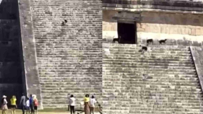 Perrito sube a pirámide de Chichén Itzá para reunirse con otros canes