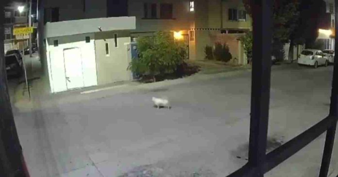 Exigen justicia por 'Coco', perrito atacado con un arma en Aguascalientes