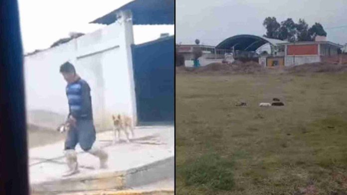 Hombre lanza con una pala a unos cachorros