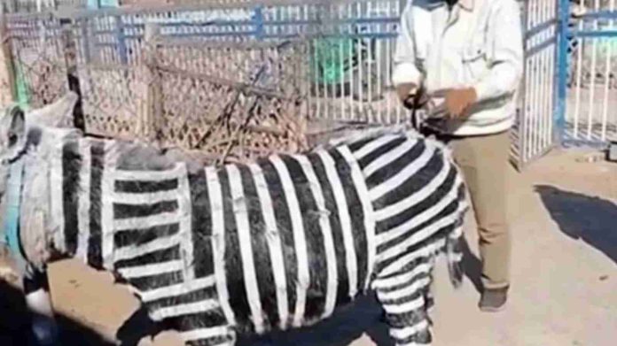 Zoológico de China causa polémica por pintar burros para parecer cebras