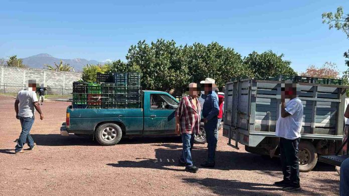 Fuerzas estatales y federales vigilan Tianguis Limonero de Apatzingán: SSP