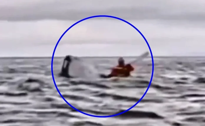 Ballena se traga a un hombre para después escupirlo