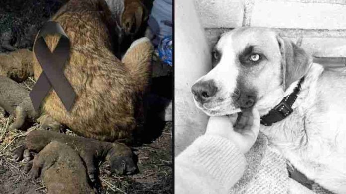 Muere 'Chichi' perrita a la que se le quemaron 6 cachorros vivos en Puebla