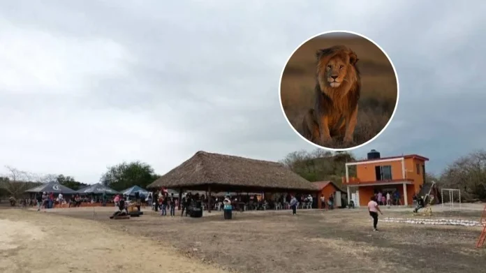 Trágica muerte de trabajador en el Parque Safari Altamira tras ataque de leona