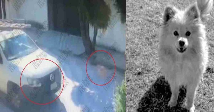 Consternación en Puebla por el cruel asesinato de un perrito llamado 'Rocket'