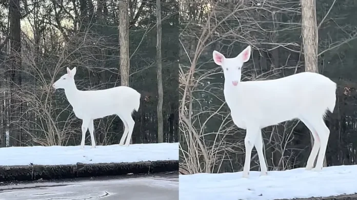#Video: Se observa a un ciervo albino salvaje en carretera