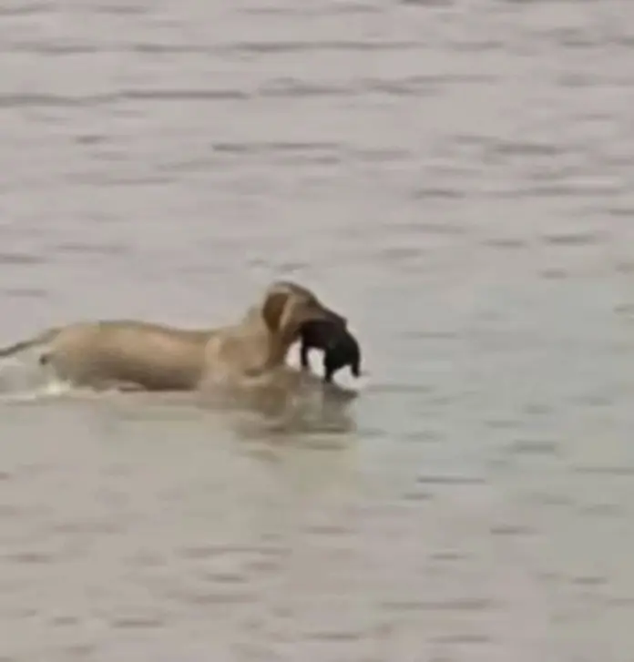 Instinto y valor: Perrita rescata a su cachorro en medio de las devastadoras inundaciones en Reynosa