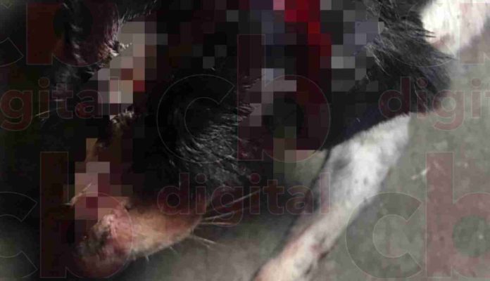 Detienen a mujer que macheteó a “huesitos” en Zitácuaro