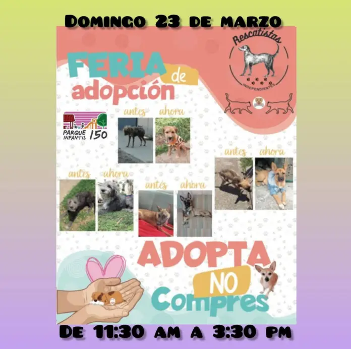 Feria de Adopción: Un hogar para ellos, una familia para ti
