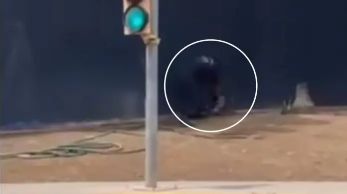 #ImagenesFuertes: Difunden el video del lava coches que mató a golpes un Tlacuache en Monterey
