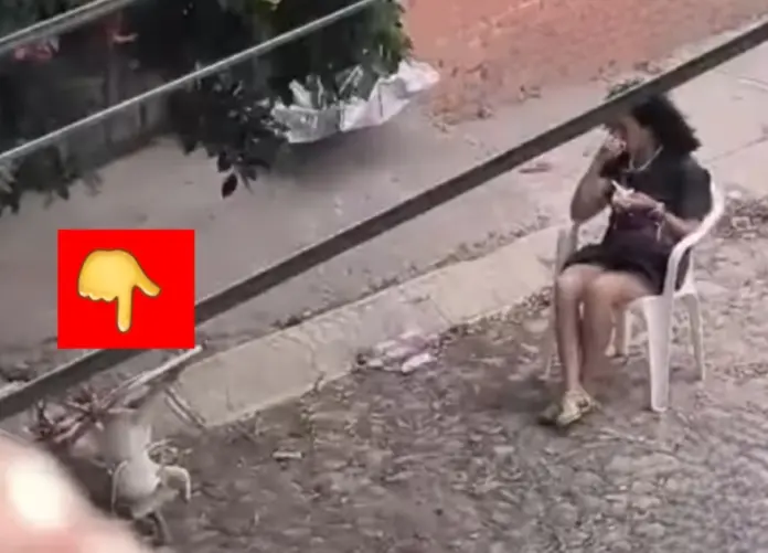 Denuncian a mujer por presunto maltrato animal en San Miguel de Allende