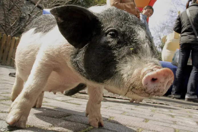 Realizan con éxito el primer transplante de un hígado de cerdo a un humano