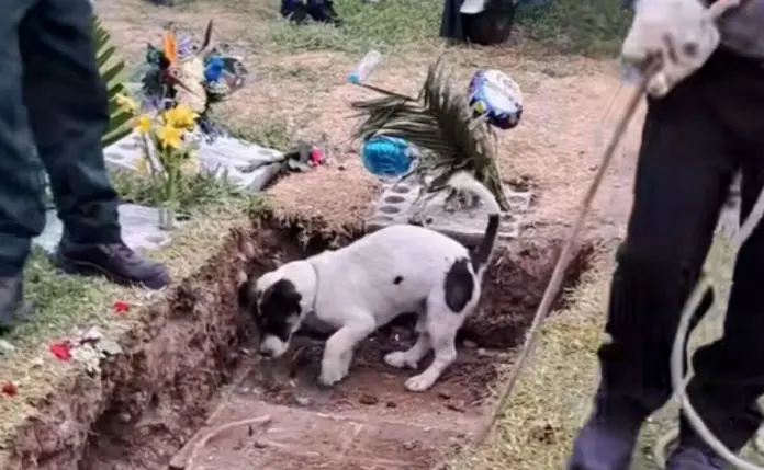 #Video: Perro se despide de su dueño en el funeral