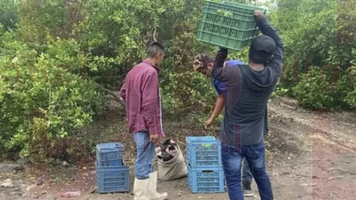 Bedolla asegura que no hay cierre de empacadoras de limón en Tierra Caliente