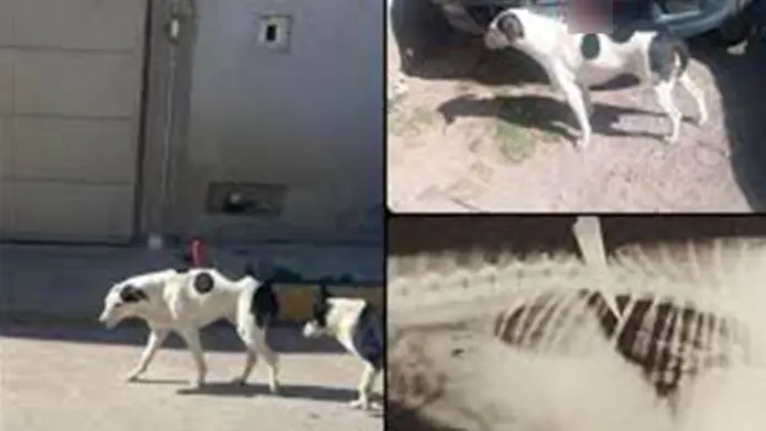 Buscan al responsable de atacar a perrita con cuchillo en Pachuca