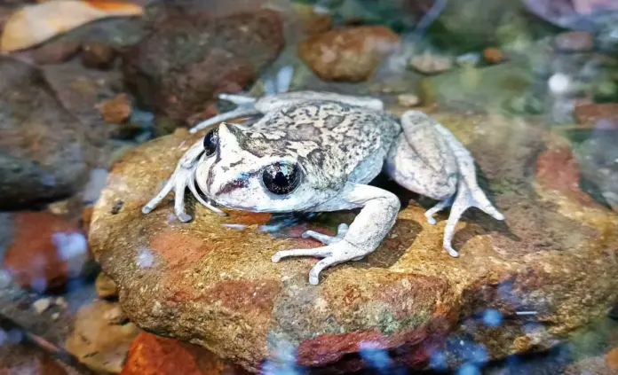 Rana aparece después de 130 años