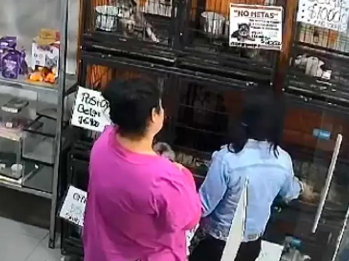 #Video: Mujeres se roban dos perros pomeranian