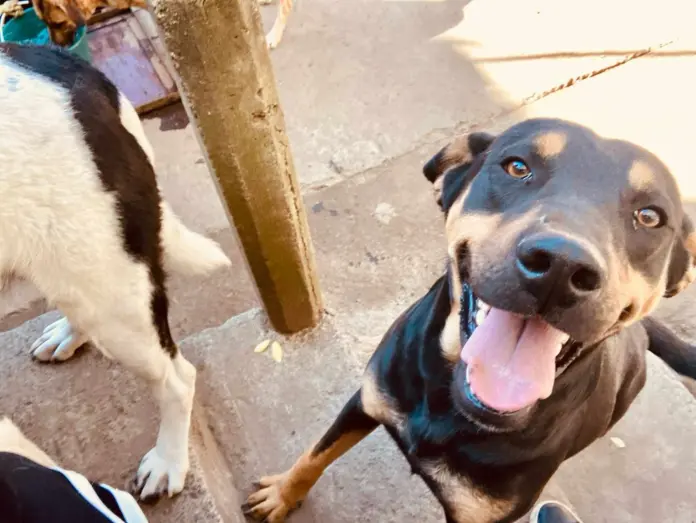 Refugios bajo ataque: envenenan a nueve perros rescatados en 