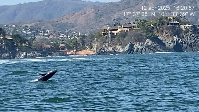Marina resguarda a ballena jorobada y su cría en Guerrero