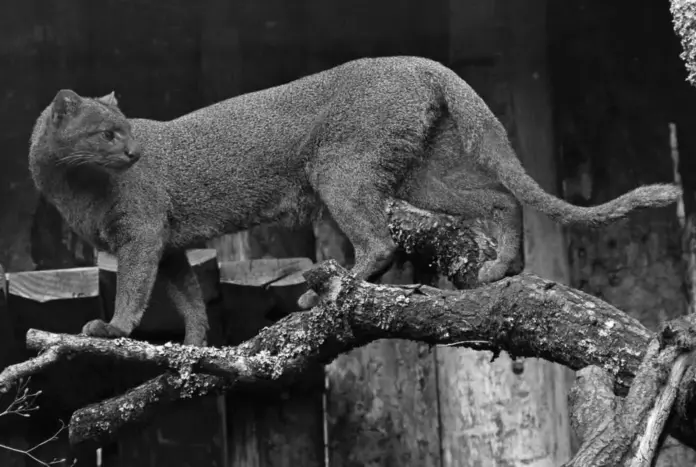 Pobladores de Chiapas asesinan a jaguarundi tras confundirlo con un nahual