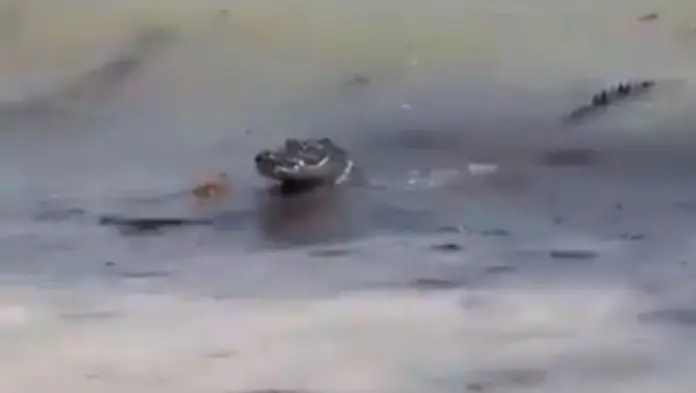 Captan enorme cocodrilo en playa de Cancún