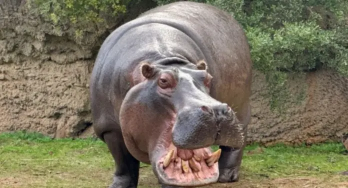 Alrededor de 50 hipopótamos mueren envenenados en el Congo