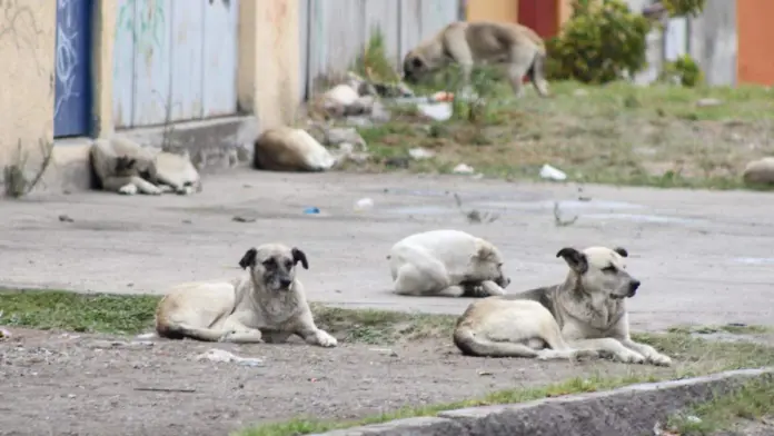 Quieren tipificar como 'delito' el abandono animal en CDMX
