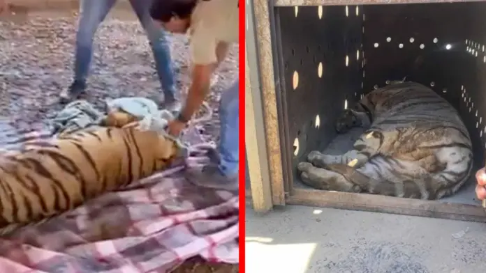 Rescatan dos tigres abandonados por grupos criminales en Sinaloa