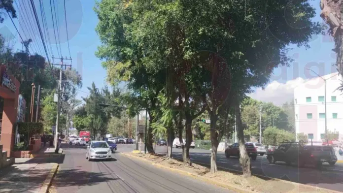 Se han podado 7 mil árboles plagados, en Morelia
