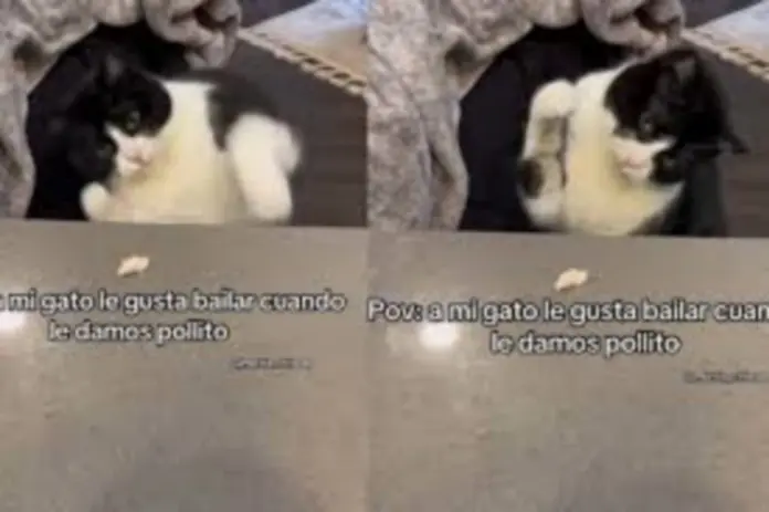 #Video: Gato baila cuando le dan pollito
