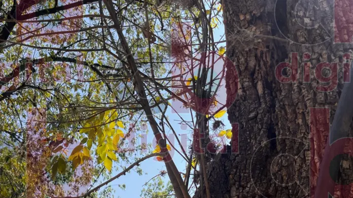Ciudadanos de Morelia preocupados por plaga de heno en el Bosque Cuauthémoc