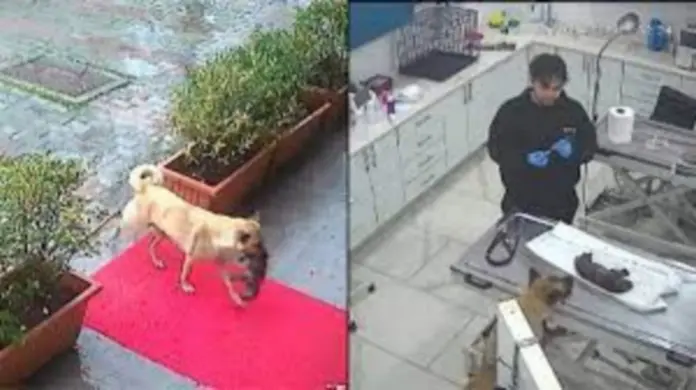 #Video: Perrita callejera lleva a sus cachorros al veterinario