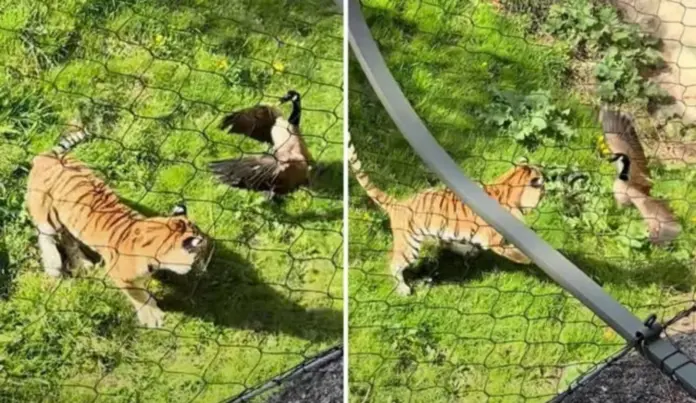 #Video: Pato le gana a un Tigre