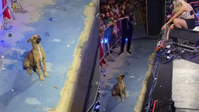 Taty Girl conmueve al público al cancelar fuegos artificiales para proteger a un perrito sin hogar y decide adoptarlo