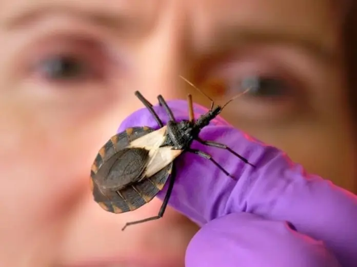 Mal de Chagas: Al menos 16 mil infectados en Yucatán
