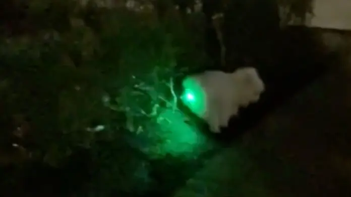 #Video: Perro se traga juguete de luces led provocando que este brille