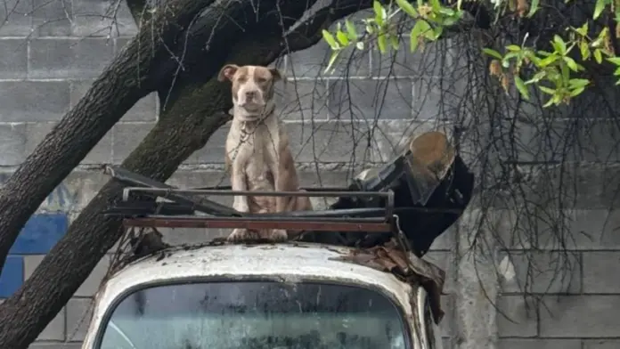 #ImagenesFuertes: Muere perrito estrangulado con su propia correa en Guadalupe, Nuevo León.