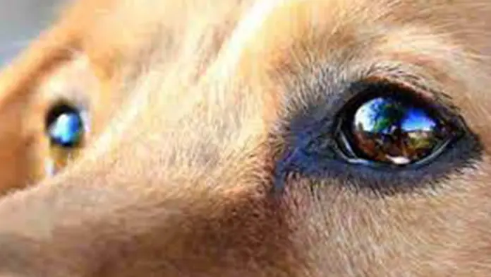 Asesinato de perrita callejera en Emiliano Zapata genera indignación y exige justicia