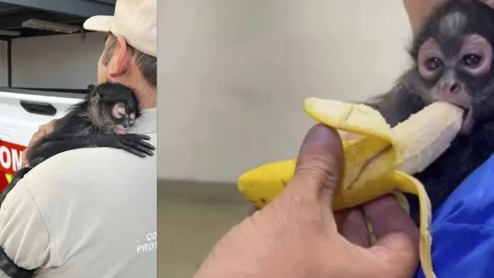 Capturan a mono araña bebé en Tlaquepaque: activistas denuncian el tráfico ilegal de fauna silvestre