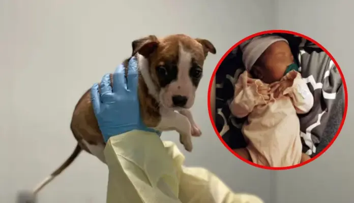 Tragedia en Nueva York: Bebé fallece por muerte de cuna; cachorro pitbull había sido sacrificado injustamente al creer que la mató
